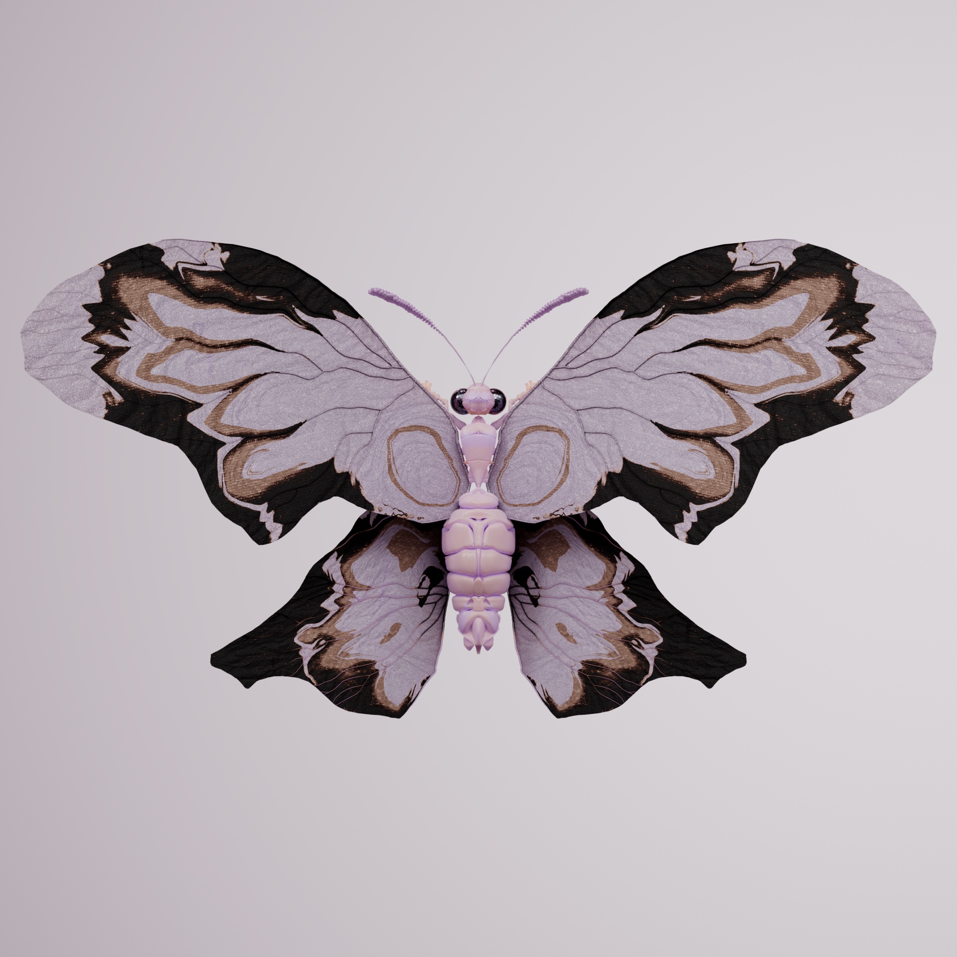 Rhopaloceraounga malerus
