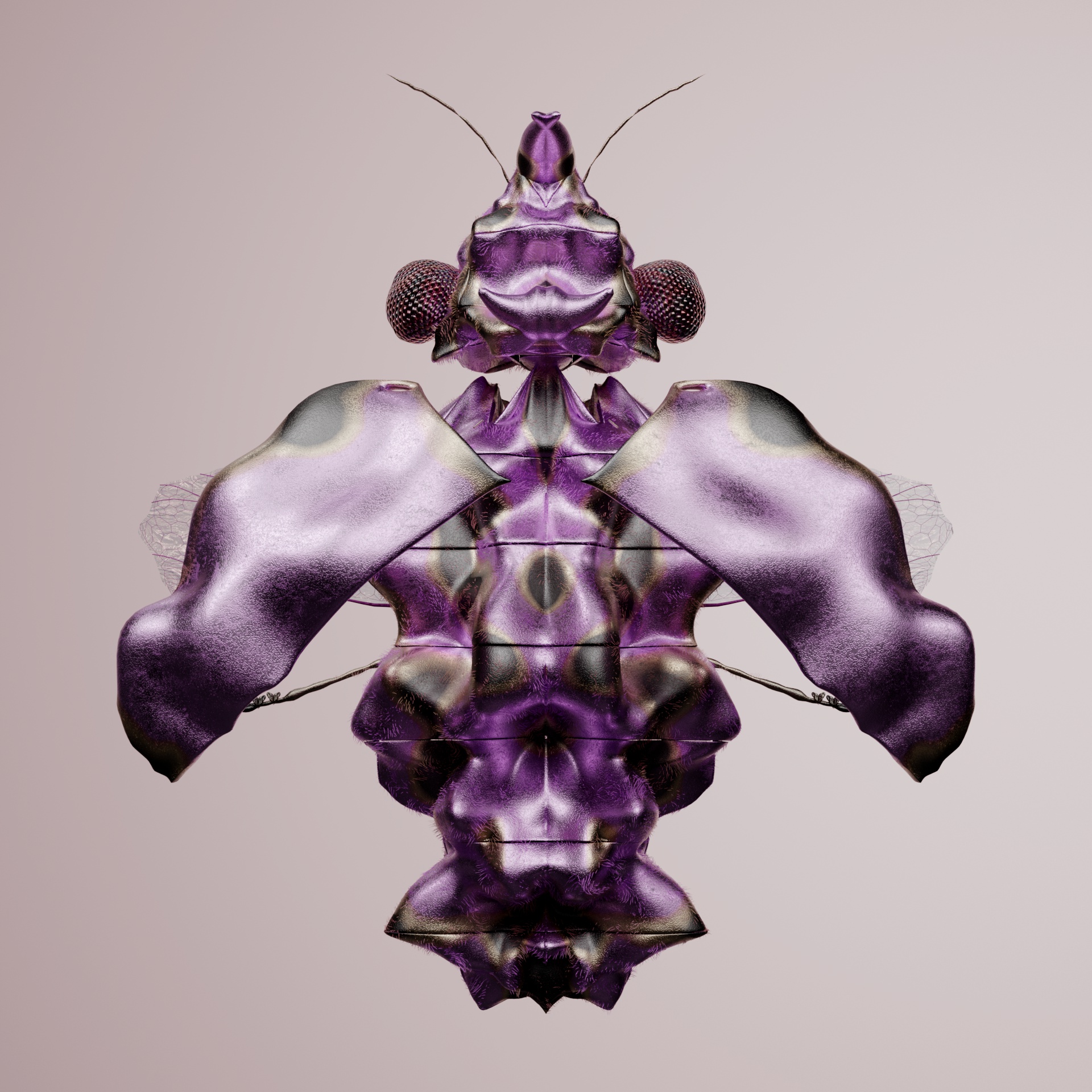 Coleopterapinguis cuvina