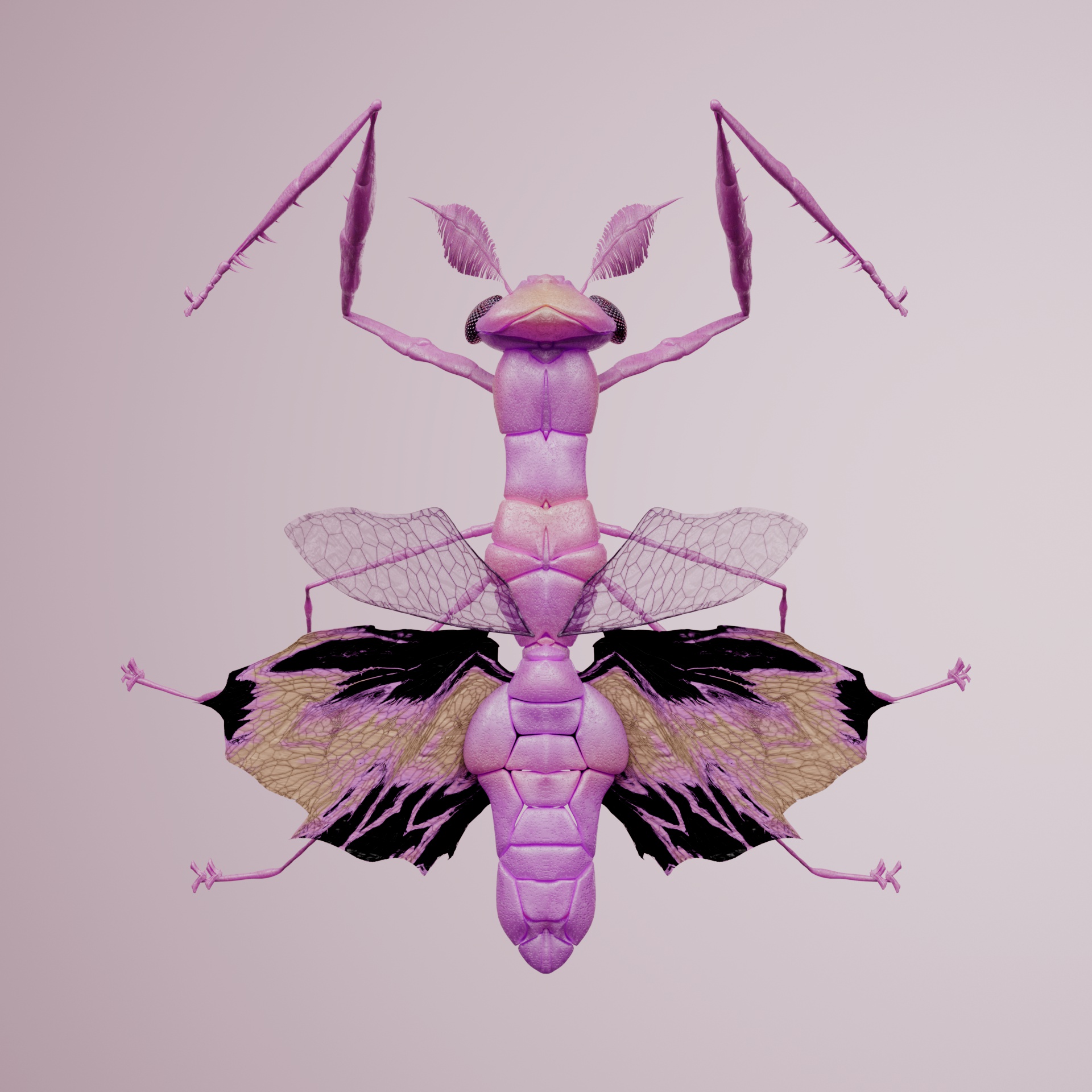 Mantodeaillus vituleo