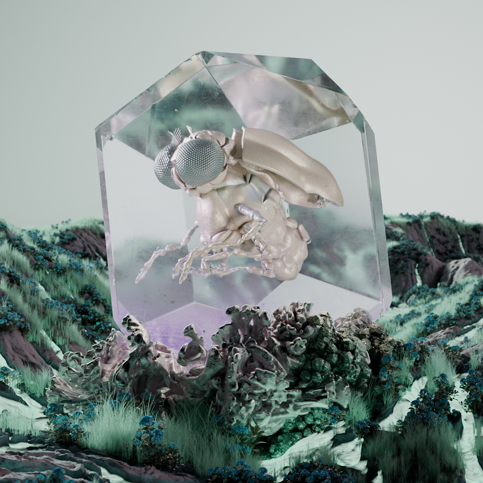 Coleopteraaenidae binynchos