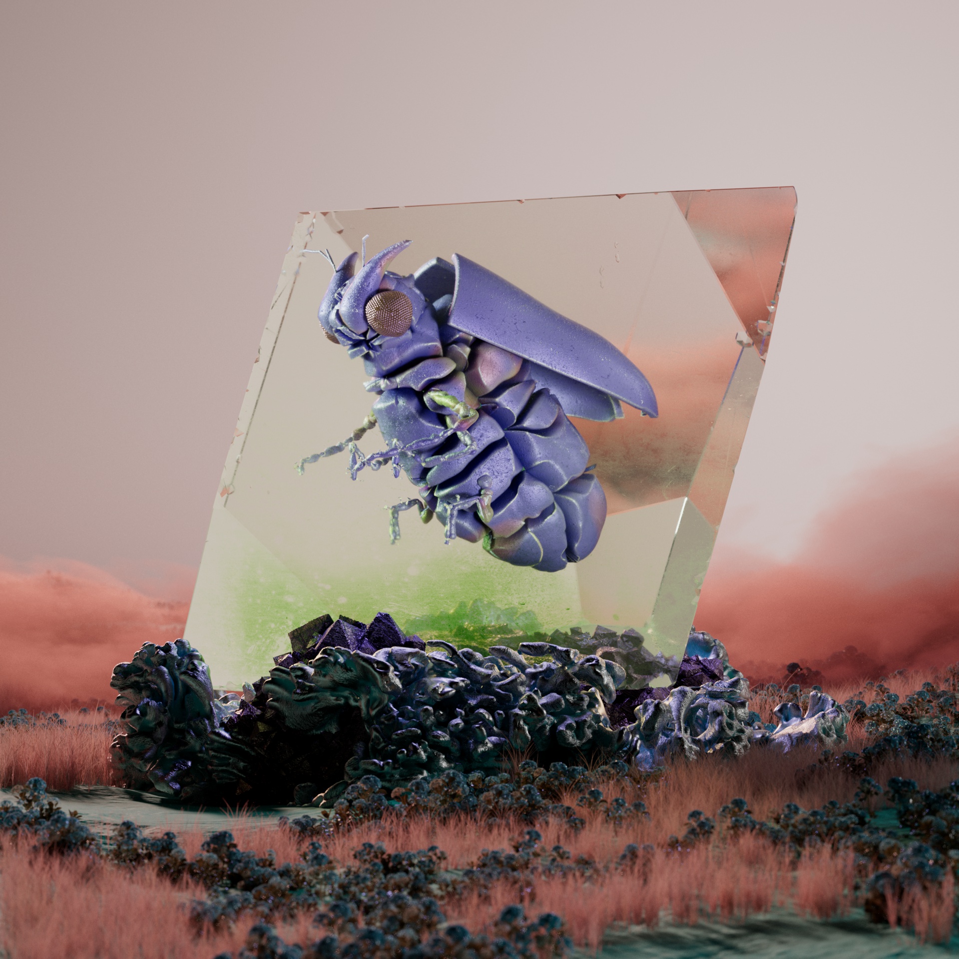 Coleopteracerritulus fascicalus